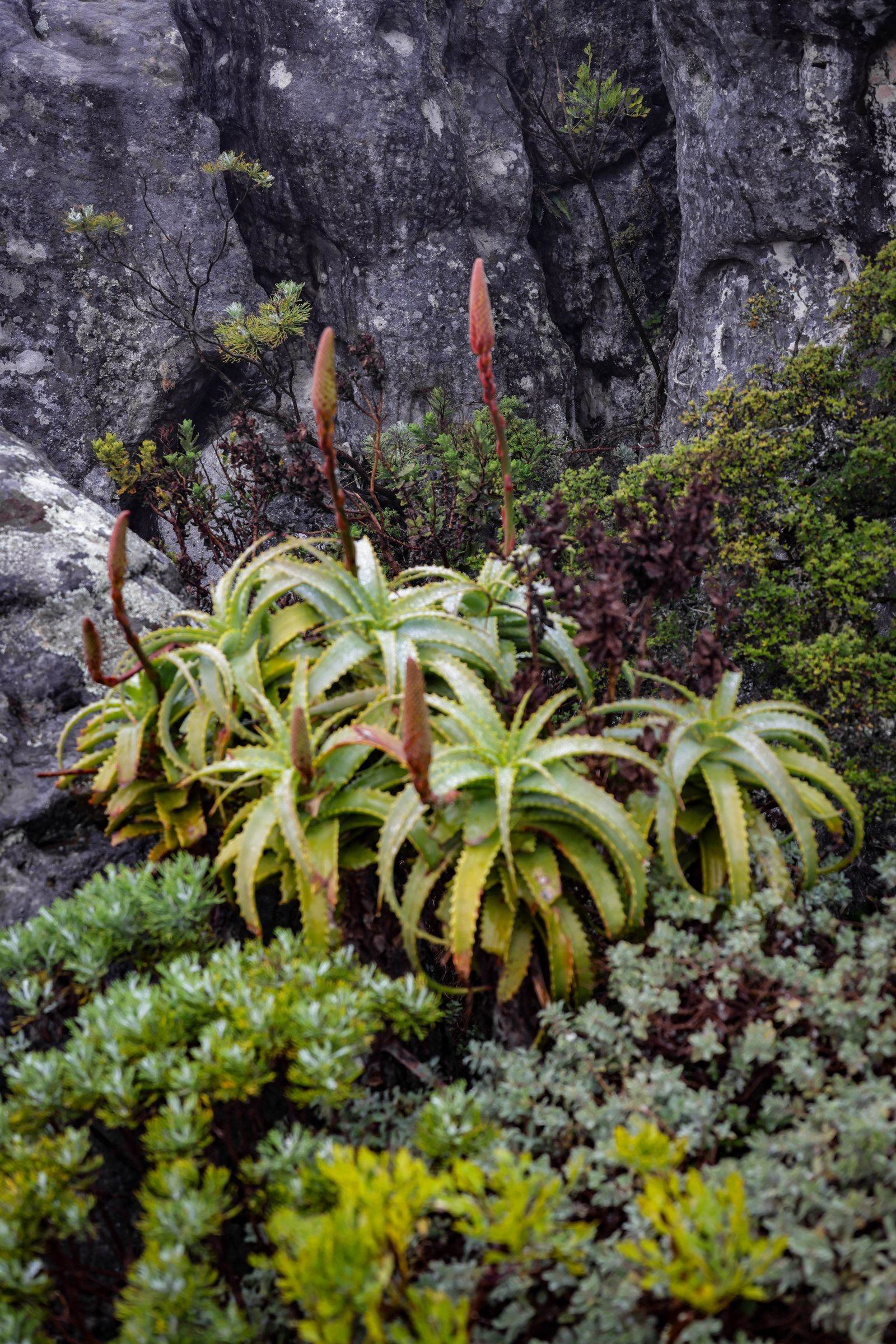 Fynbos vegetation on the rocky slopes of Table Mountain