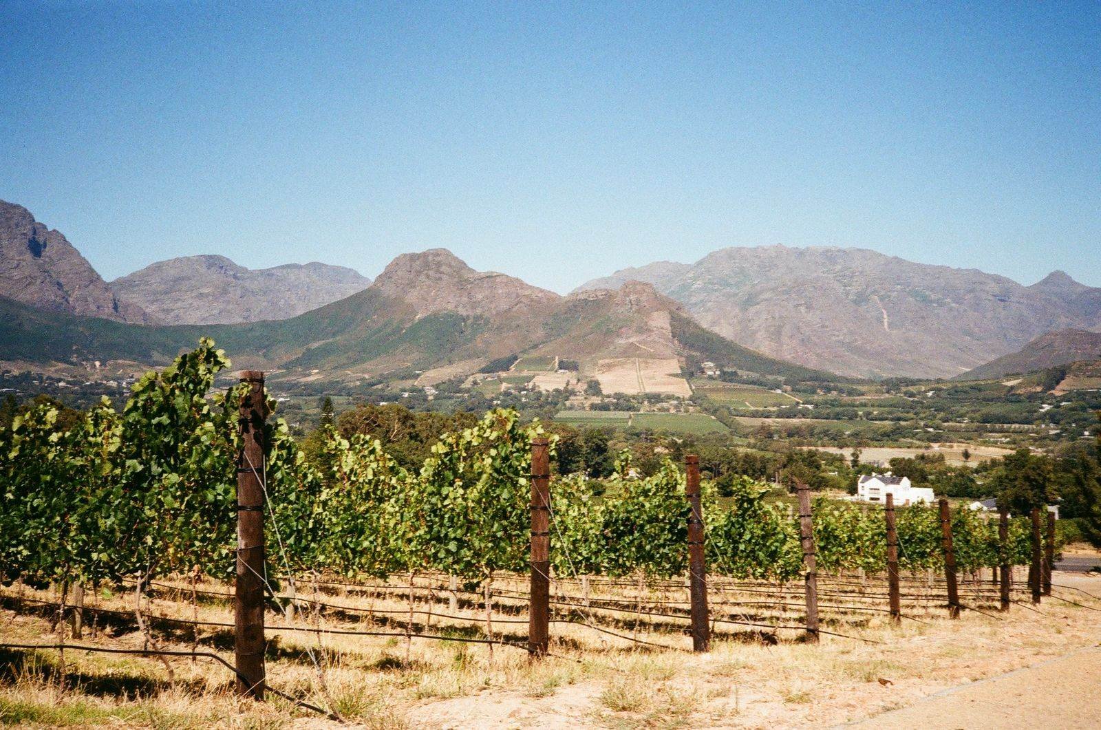 Vineyards below the Franschhoek mountains in the Cape Winelands